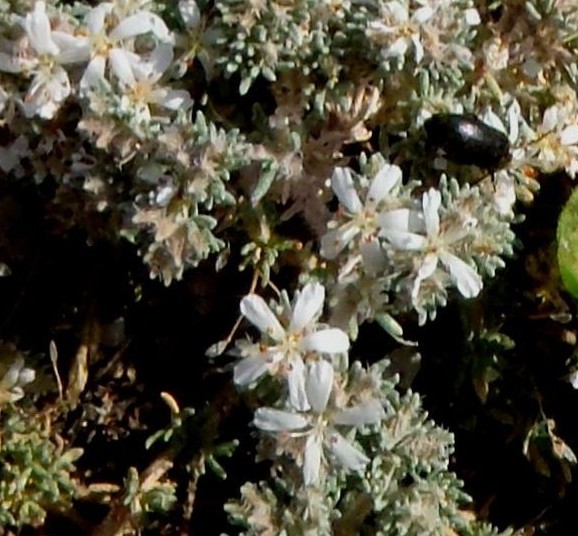 Frankenia cfr. hirsuta (Caryophyllales - Frankeniaceae)